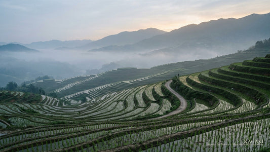 Soft morning mist over a quiet Asian landscape, shown as a calm opening image for a personal guide to meditation places across Asia.